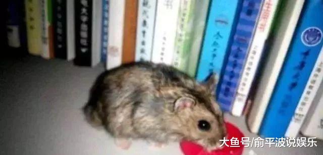 大学生活突击查寝，众多的奇葩宠物，最后一个简直是“人才”