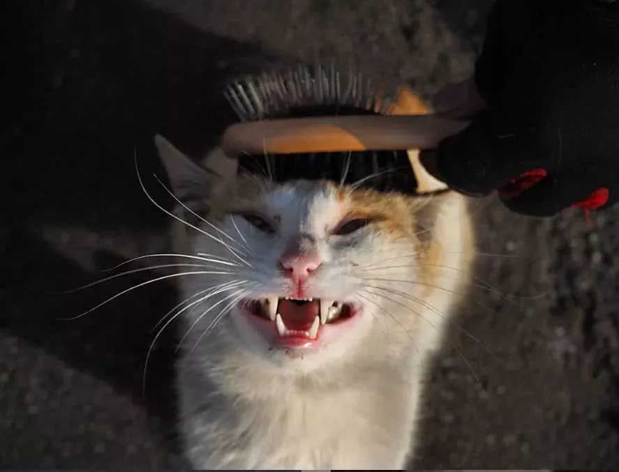 他拍摄的流浪猫，个个儿都生龙活虎，快活得让家喵羡慕……