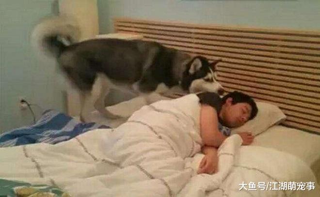 让狗狗上床睡觉的5个好处，看完之后就不会拒绝狗狗了