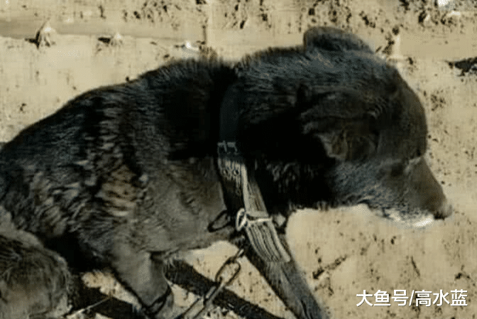 14岁土狗突然不肯进窝，爷爷看到后说出真相，主人忍不住泪目了