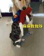 狮子跳上游览车卖萌求抱抱，谁还不是个宝宝呢？