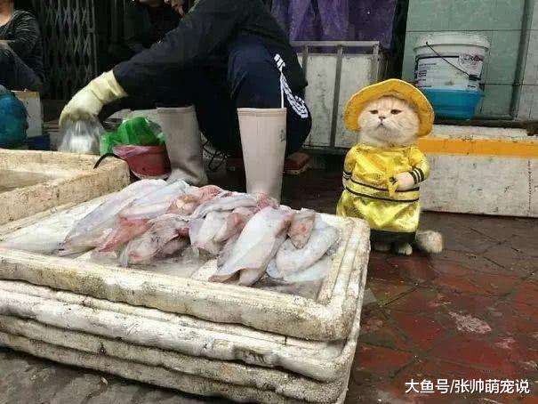 橘猫身穿龙袍卖菜，吸引路人纷纷围观，一夜之间成为“卖菜西施”