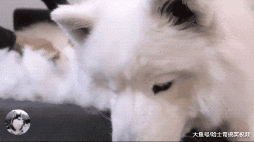 妹子养了只大白狗，结果一年后悲剧了，感觉像养了只“羊”