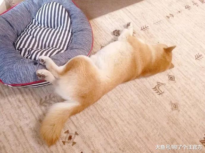 给柴柴买的狗窝，没想到是这么用的