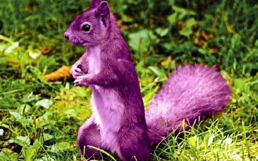 另类色号的动物盘点，粉色的海豚，紫色的松鼠，还有这些…