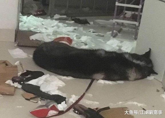 哈士奇拆家, 主人给它脖子上绑了砖头, 主人: 这下你该老实了吧!