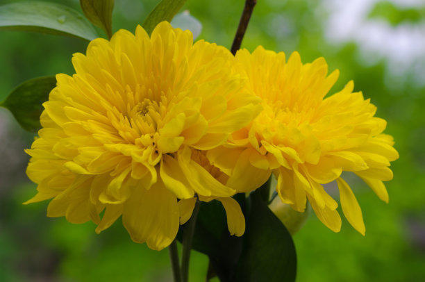 秋日菊花遍地有，秋菊茶也成热门，这些搭配要知道