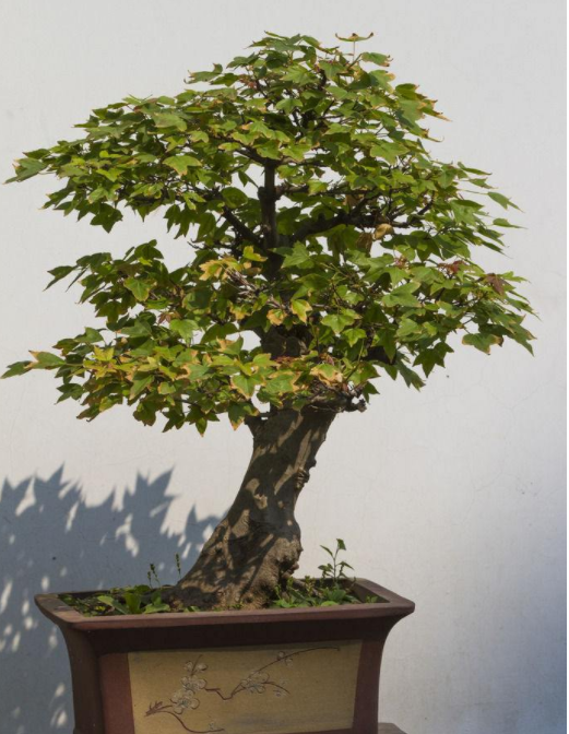 银杏树又硬又脆，所以对于造型这个环节是有较高要求的