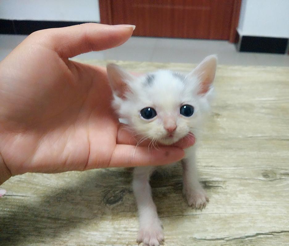 樓上女孩的布偶貓失蹤6天回歸，倆月后生了6只不同色小奶貓，超萌