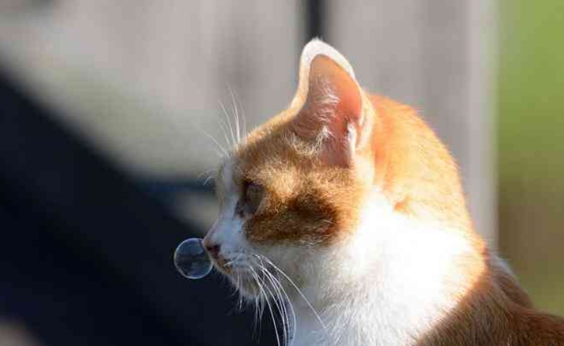 “萝卜你怕啥？本喵只吃萝卜炖牛肉！”11张猫咪趣图让你笑不停