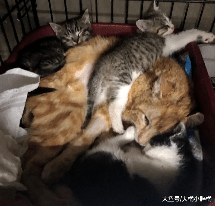 流浪猫收养了3只小猫，被救后一直对人冷漠，小猫帮它打开心结