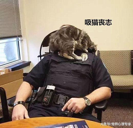 流浪猫误入警局，不料被招安成警猫：某部动画可以出续集了