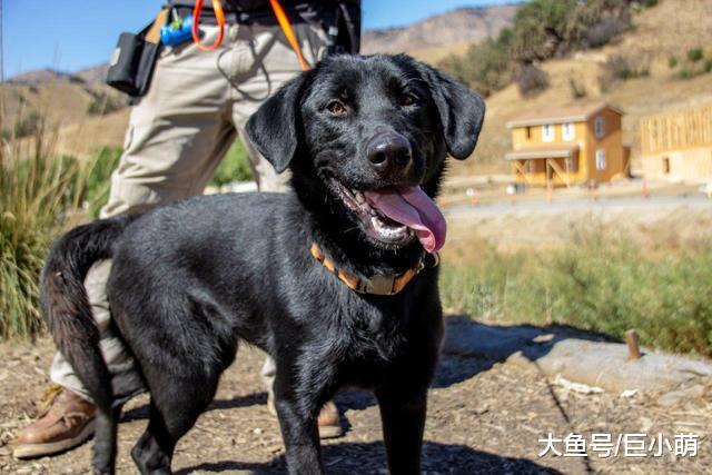 狗狗的感知比人类灵敏，它们用哪一种感官，感知人类的存在