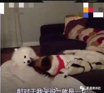 一起长大的朋友去世，狗狗无精打采，直到主人用了这个办法......