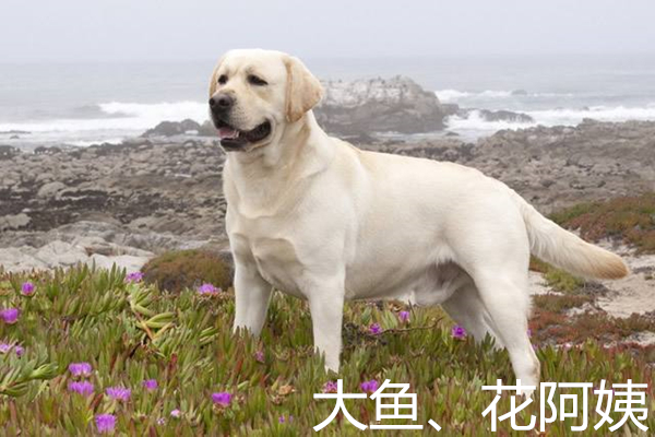 如果你想给孩子挑选伴侣犬，这些都是不错的选择！