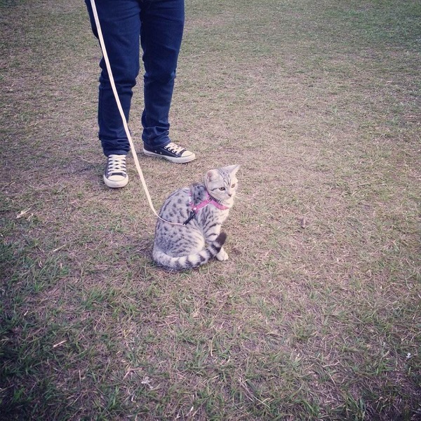 带猫咪出门的四点注意事项，遛猫不是说走就走，铲屎官学习一下！