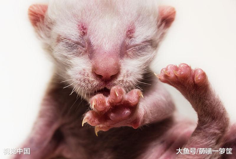 从出生到第六周，小猫咪都会经历的变化，一天一个样真不是夸张