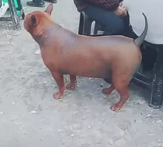 路边遇到一只“脆皮狗”，外焦里嫩，狗狗动起来让人无法淡定