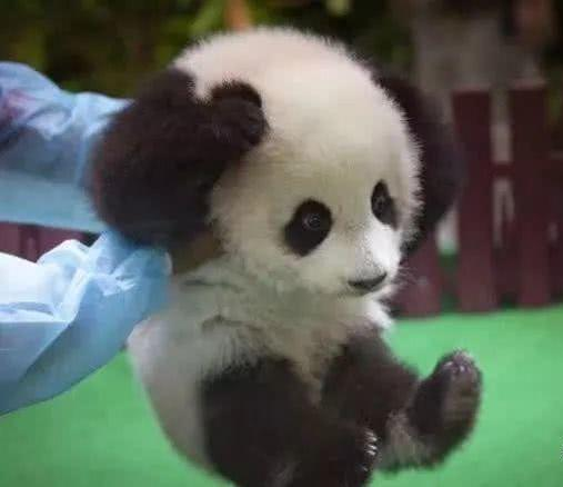 熊猫宝宝耍流氓，一只熊猫狂亲另一只熊猫，急眼了还霸王硬上弓！