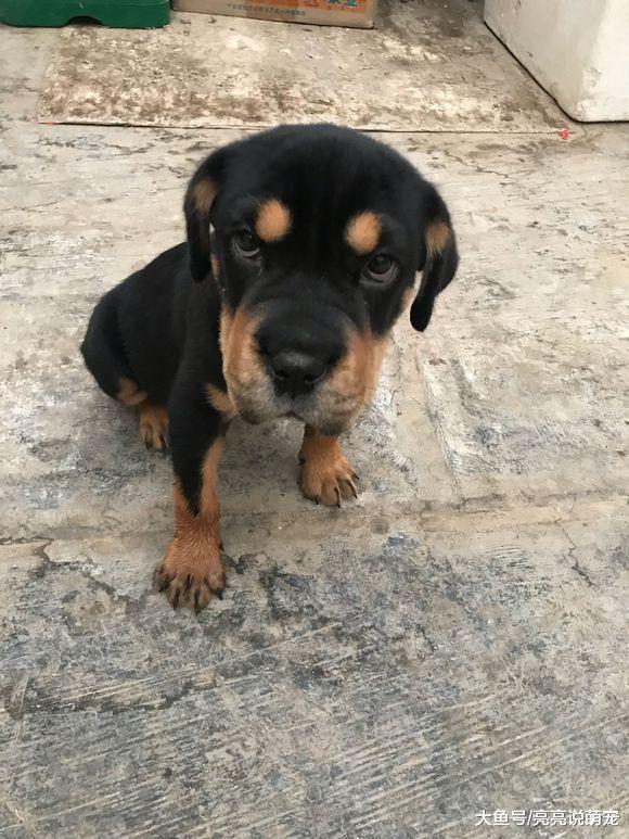 罗威纳因“脸大”被主人嫌弃，关在家里不让它出去玩儿