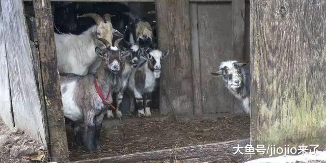 山羊一家被迫擠在一起取暖，生命危在旦夕……主人卻不聞不問