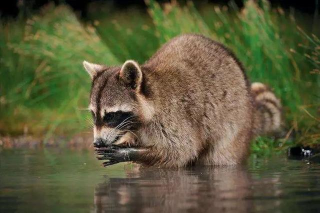 个头都快赶上小老虎了，你说你是家猫？