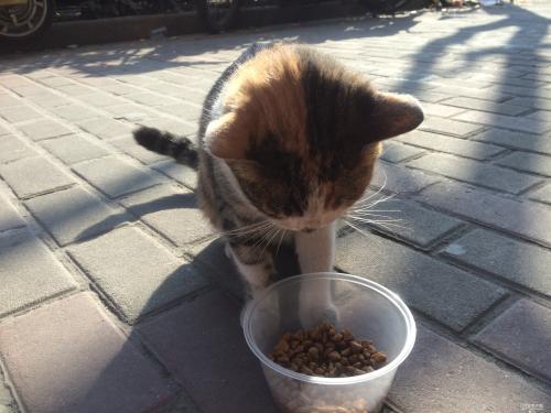 狗子省下自己口糧給野貓吃，被主人發現假裝兇貓，戲精上身！
