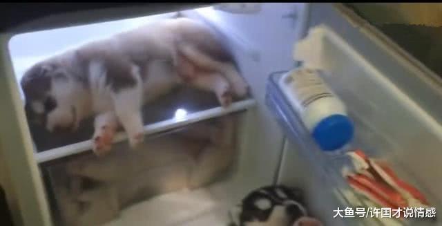 小孩忘关冰箱门，一群哈士奇偷溜进去，主人看后差点哭了出来