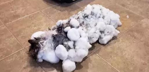 大橘被扔-40℃的雪地，冻掉四肢，如今有了新的猫爪