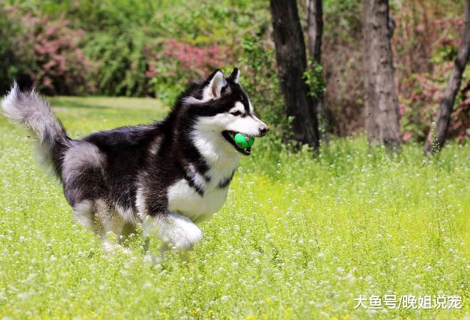 5種最“耐寒”的狗狗，天越冷它們越喜歡，暖氣就是多余的