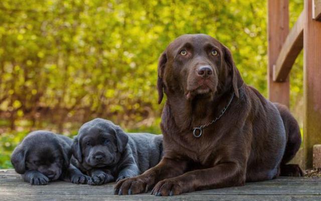 拉布拉多犬不是人人都适合养, 这5类人, 请你绕道!