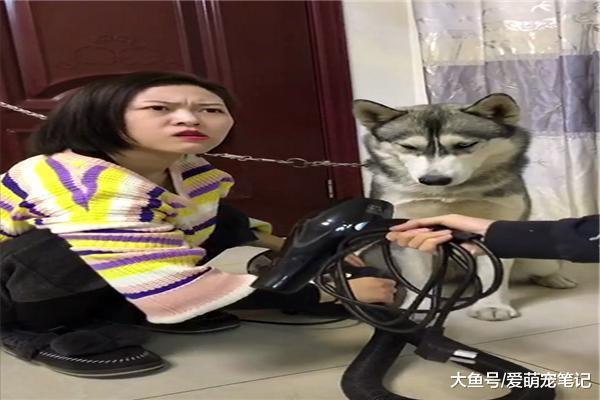 网友给哈士奇吹毛, 却吹出了男主的私房钱, 二哈: 这口黑锅我不背