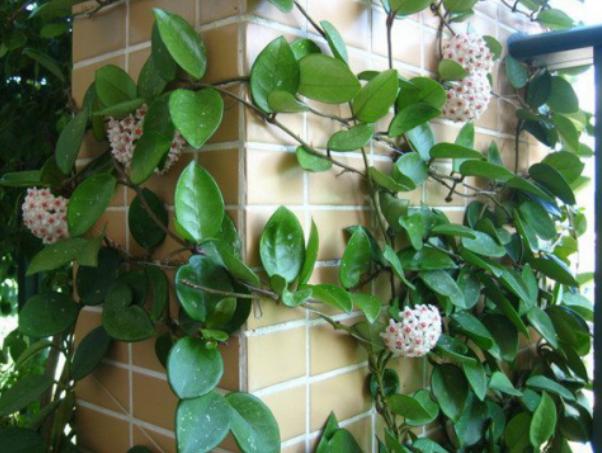 养花小白不知道养什么花？放弃绿萝吧，这种花不仅漂亮还好养活