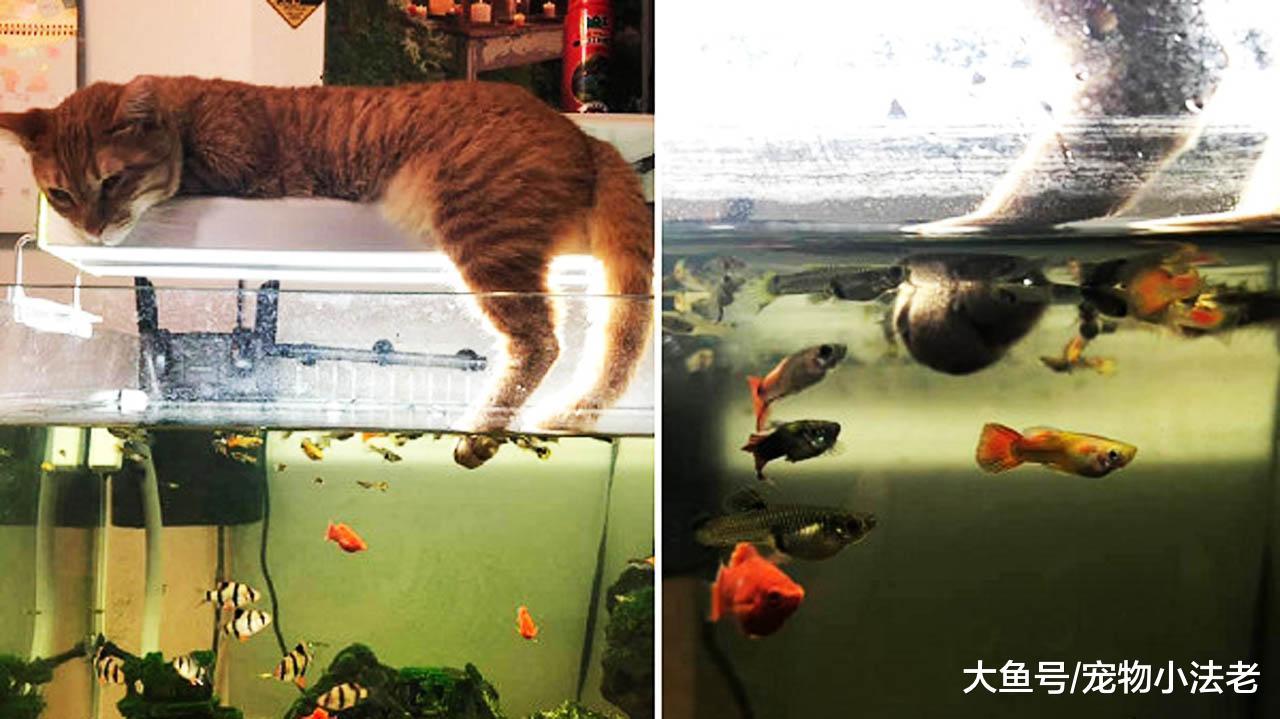 男子養的魚一直莫名死掉，當發現真相時當場崩潰，網友卻笑出眼淚