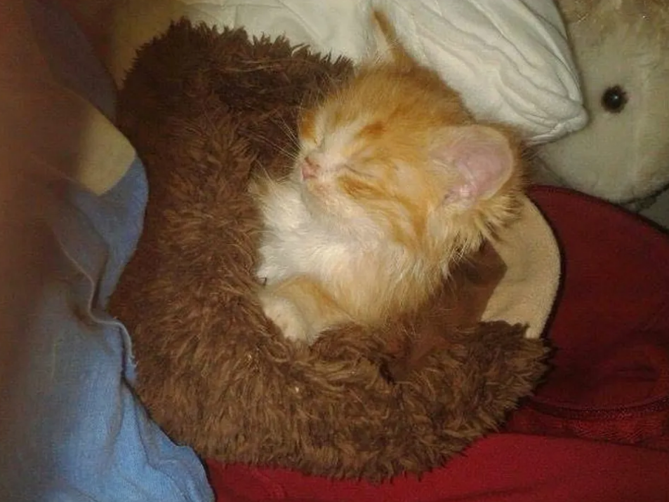 懂事的橘猫每天护送小伙上班，只因小伙曾经喂养过它