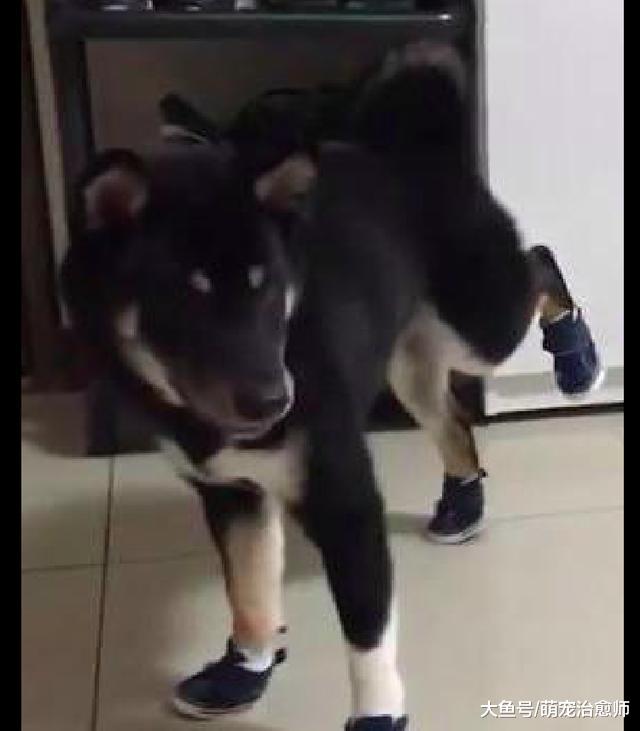 主人突然奇想给柴犬穿上鞋子，它半天不敢动，还把脚抬得老高！