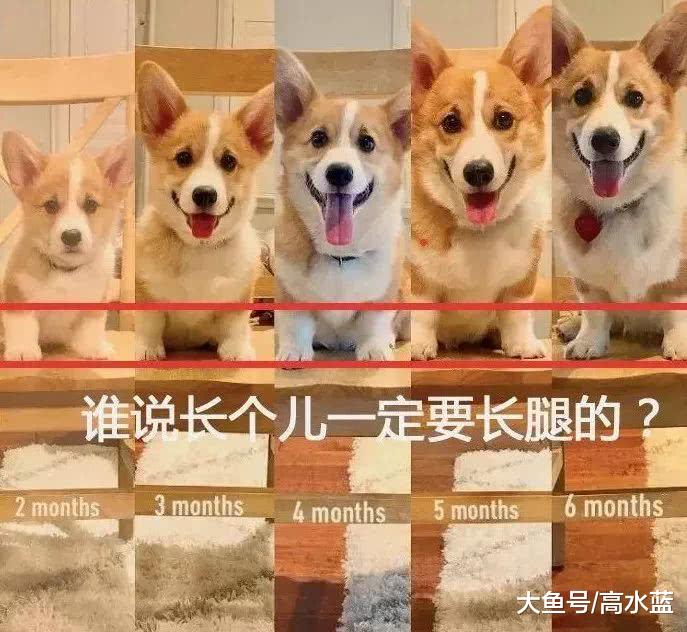 主人拍照记录柯基长大的过程，双腿完全没有变化，太魔性了