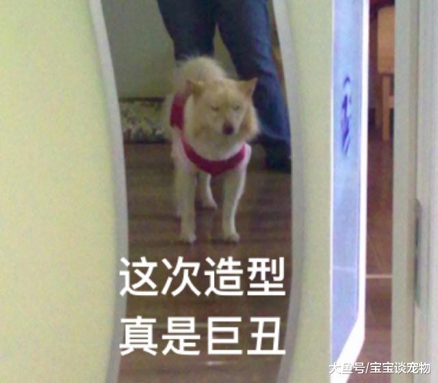 求放过！你家狗快被你弄死了你知道吗？！