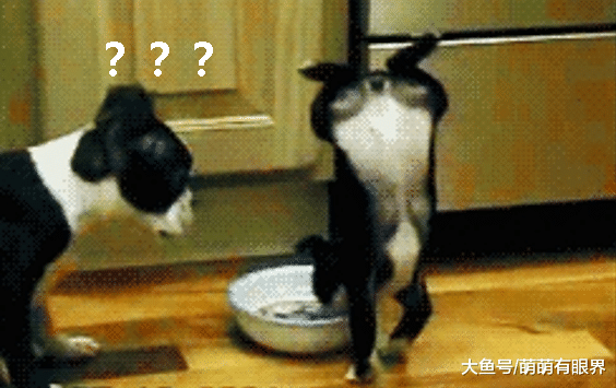 神技能！小奶狗专属特技，吃饭时要把性感俏屁撅上天，画面萌出鼻血