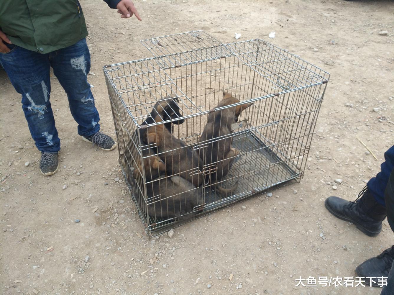 狗市: 商贩因昆明犬幼犬过多带到狗市出售, 但天气冷路人很少!