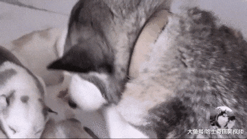 二哈生了一窝宝宝，身边朋友都想领养，看到奶狗后却不要了