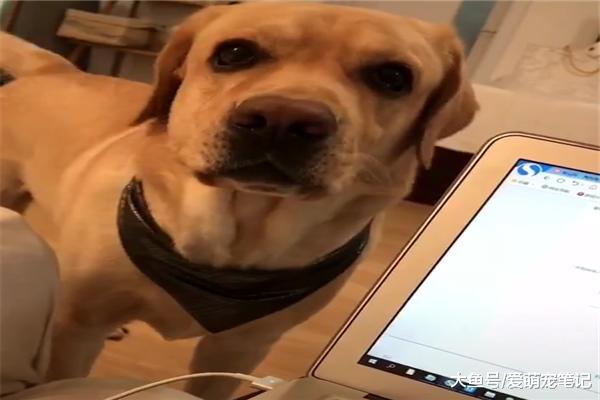 拉布拉多不会说话，却通过“卡痰”的方式告诉主人没水喝，好聪明