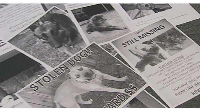 泪奔！因战争而流离失所2年的老流浪狗，终于回家了