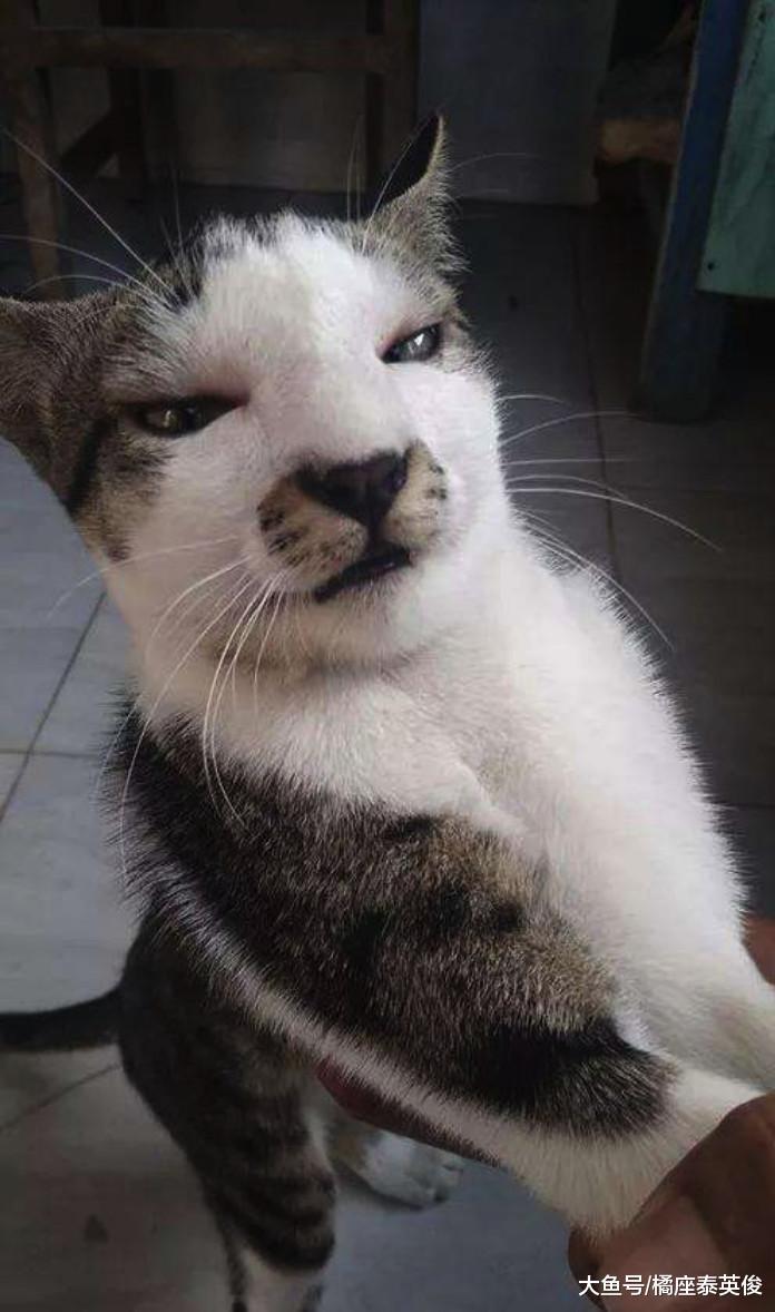 惹谁都别惹蜜蜂! 小猫咪被蛰到脸肿, 像被整了容!