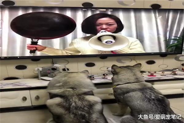 为了防止哈士奇拆家, 网友特意录个视频循环播放, 这招下血本了!