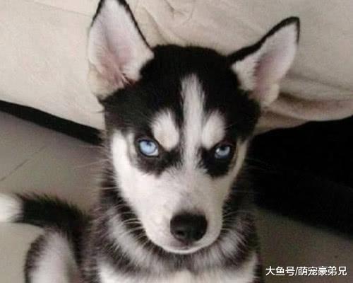 新人婚礼上哈士奇突然出现，看到哈士奇送的东西？台下人可炸锅了！