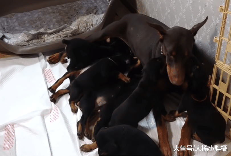 杜宾犬带了几天娃就不想带了，将娃扔给妹妹带，它却躺在床上睡觉