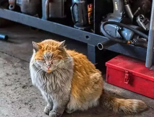 橘猫坚持在车站守岗，八年未洗澡后沦为脏猫，因工作努力喜提编制