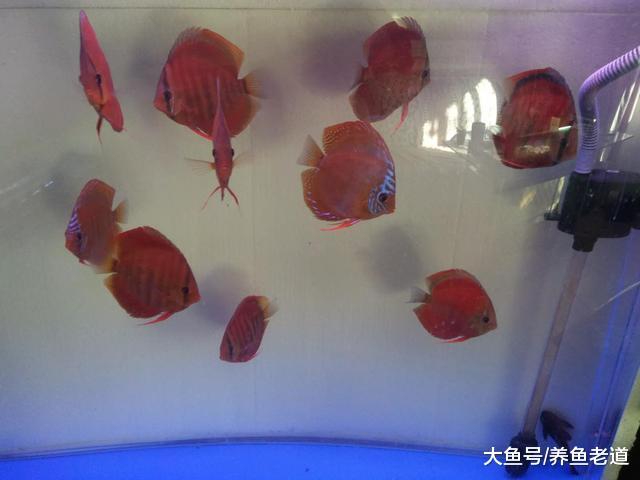 蹭缸擦身就一定是观赏鱼的疾病吗, 我们该如何治疗?