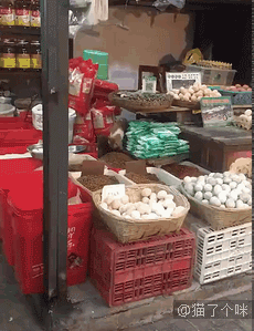 小奶猫来到沙滩上，顿时嗨了：好大的猫砂盆